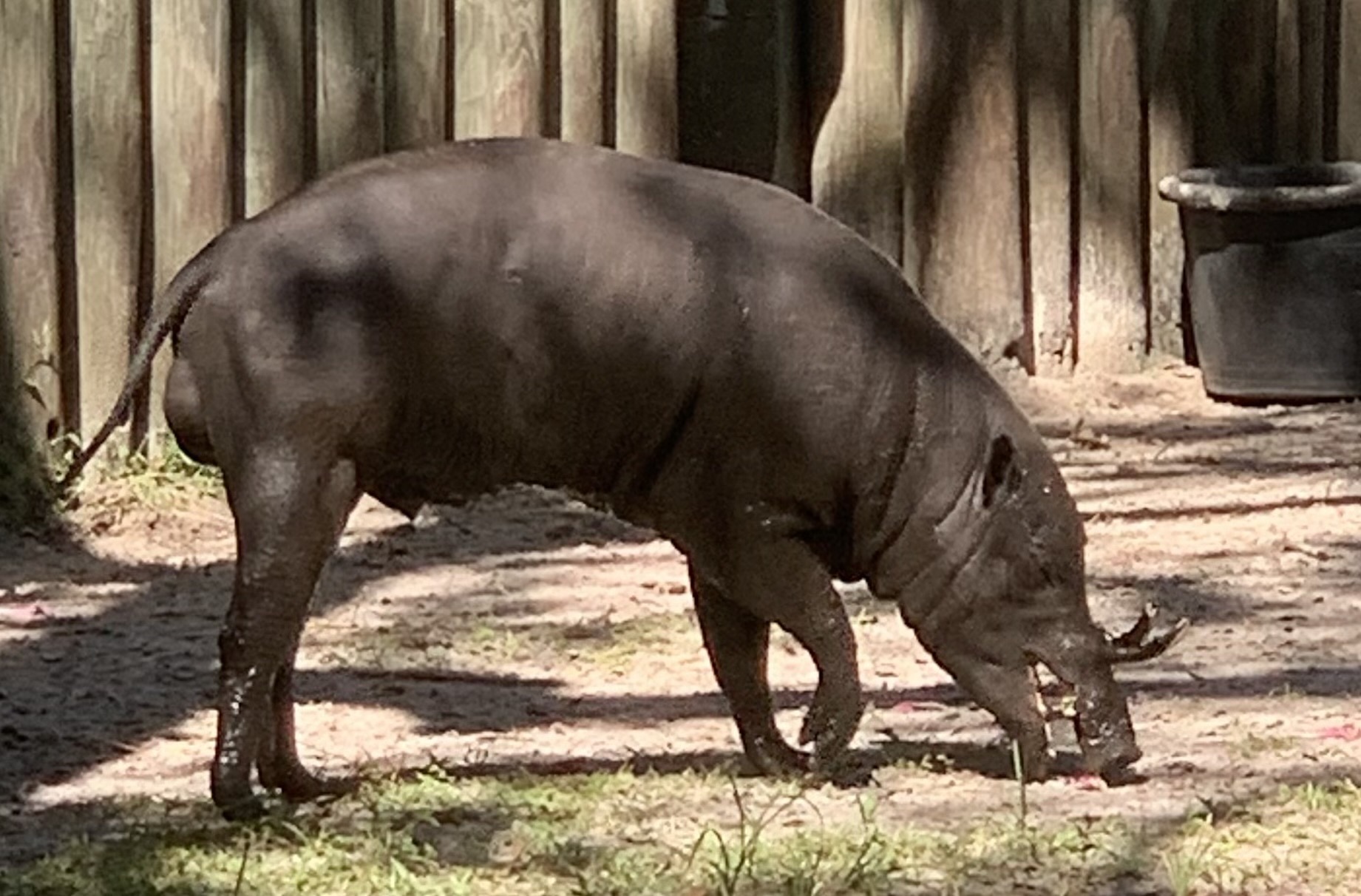 North Sulawesi Babirusa