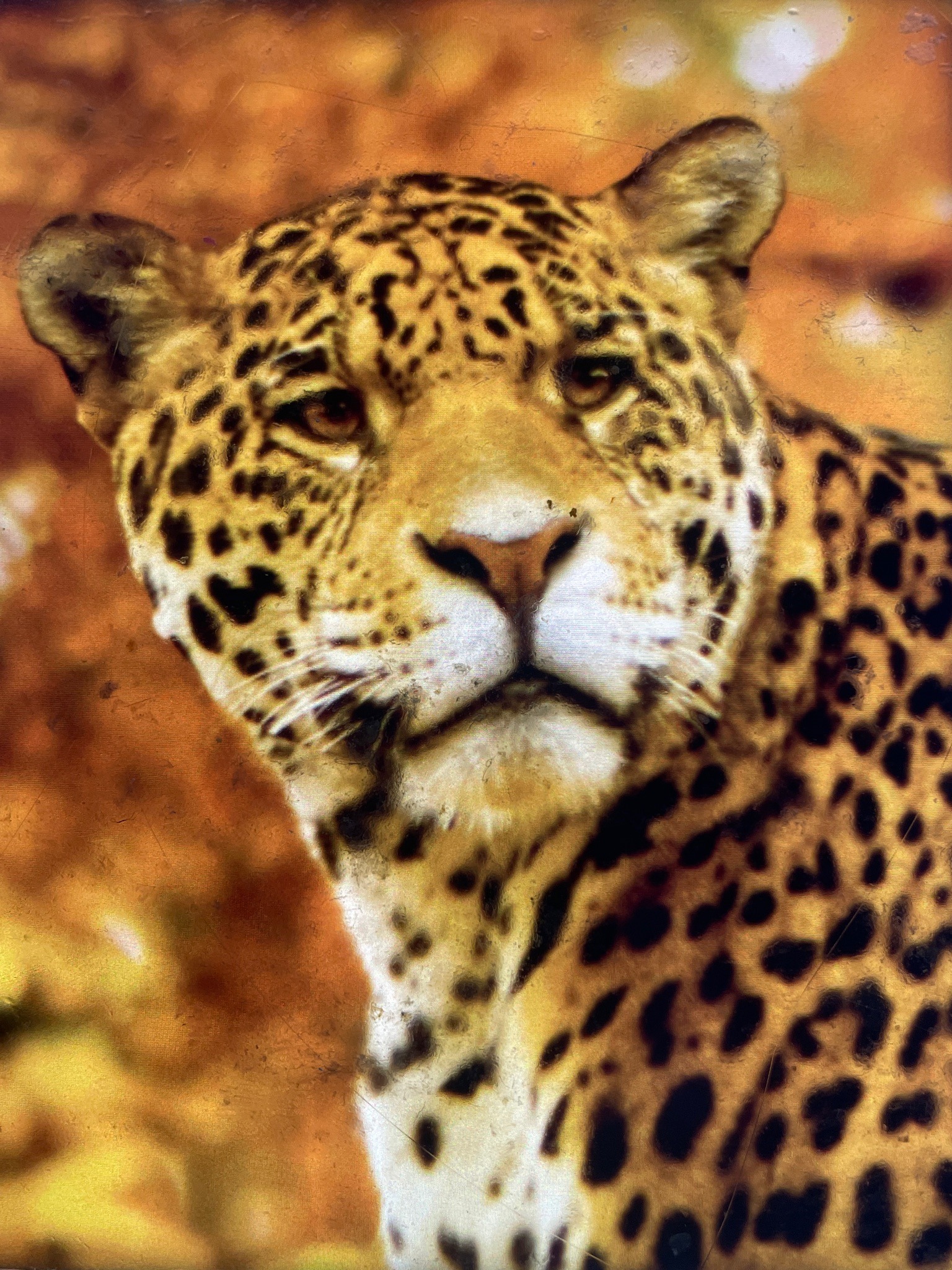 Jaguar