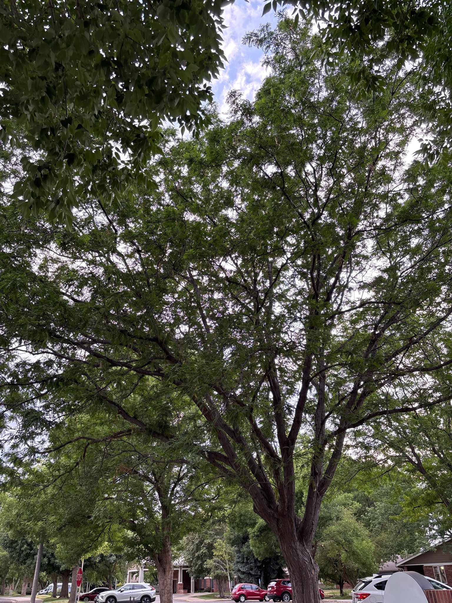 Honey Locust