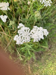 Common Yarrow