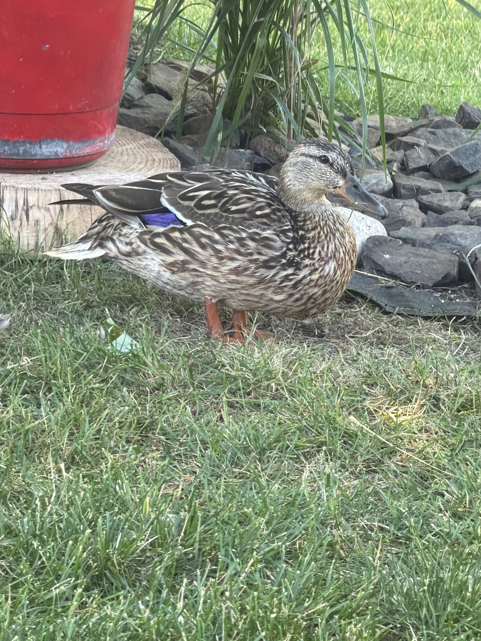 Mallard (Female)