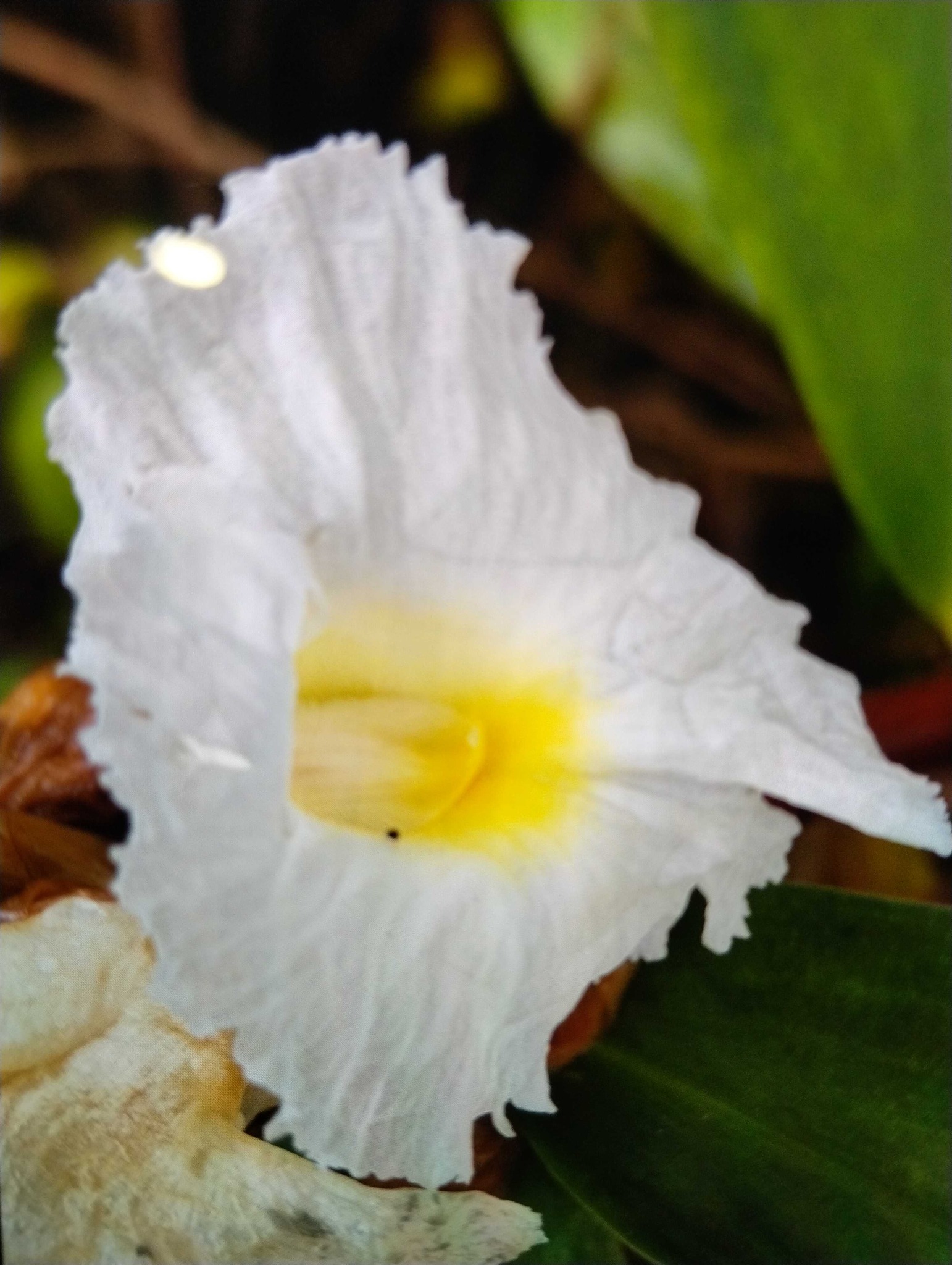 White Ginger Lily