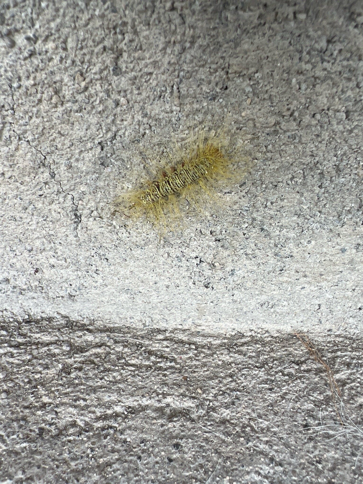 Sycamore Tussock Moth Caterpillar