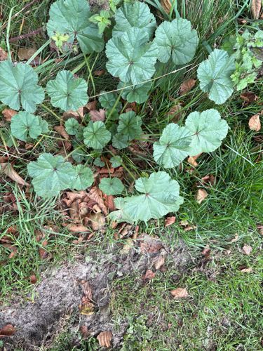 Common Mallow