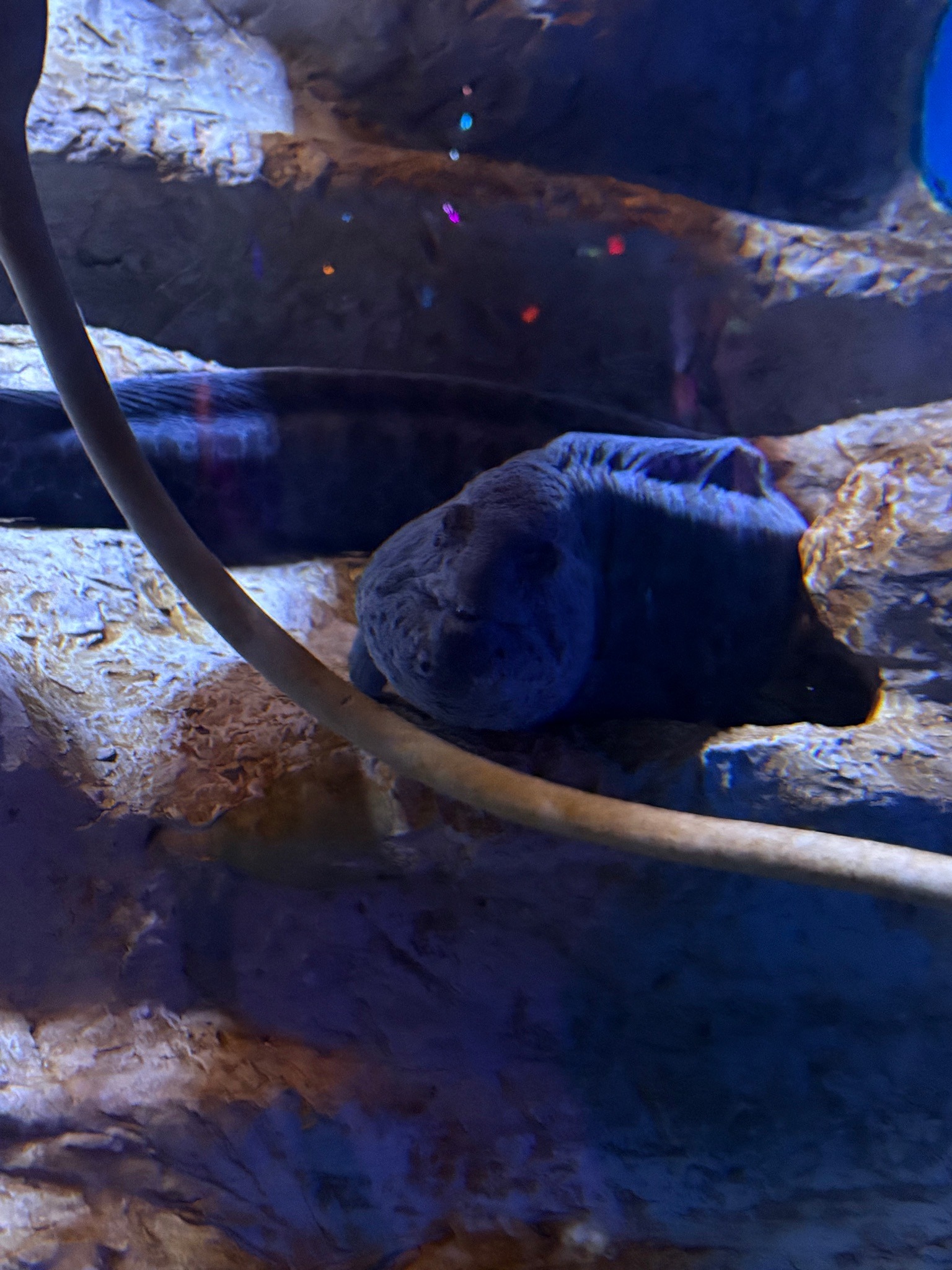 Wolf Eel