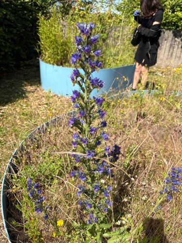 Echium vulgare