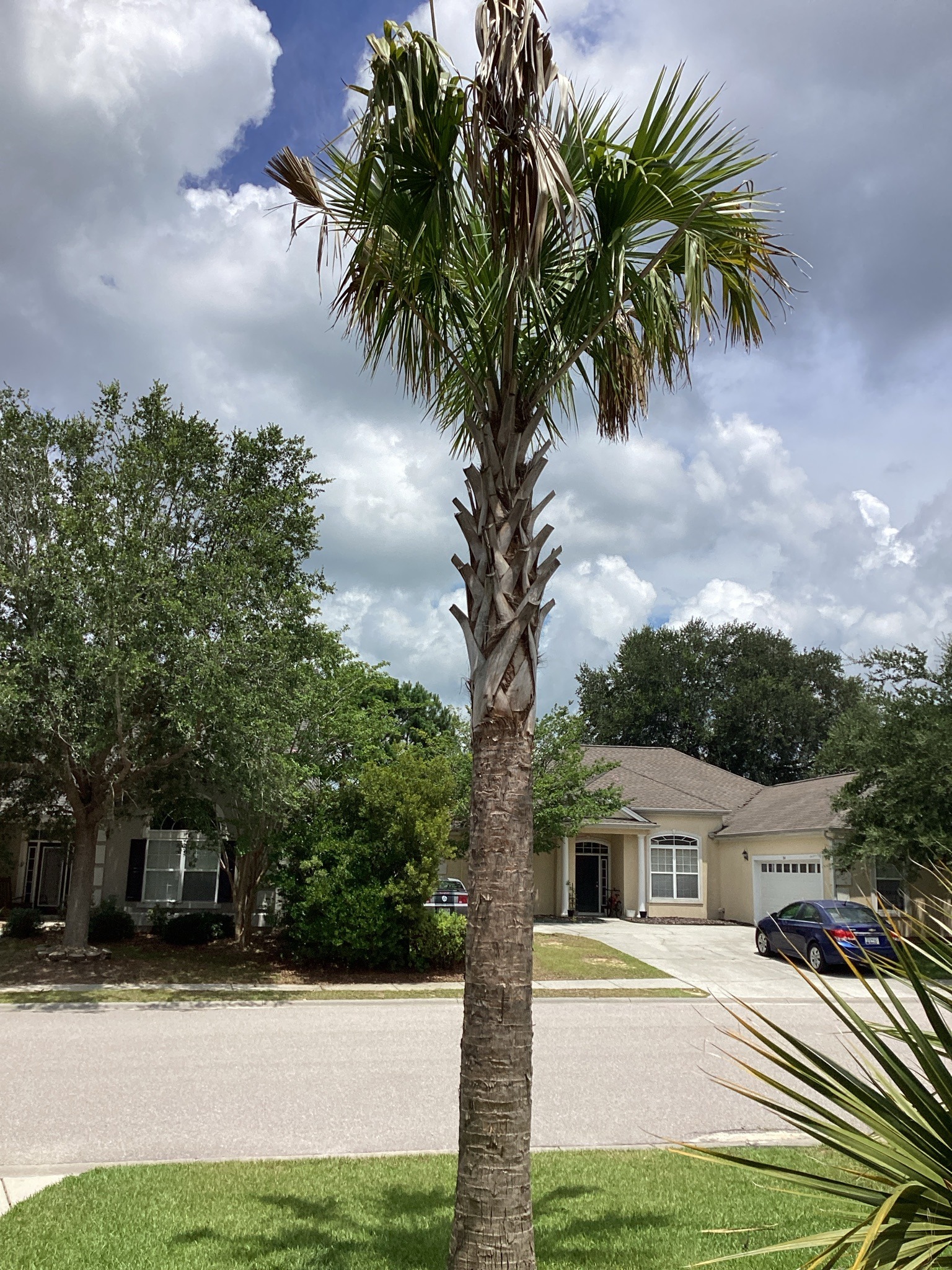 Sabal Palm