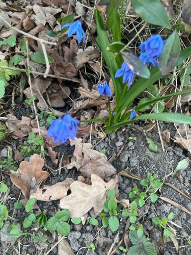 Bluebell (Hyacinthoides non-scripta)