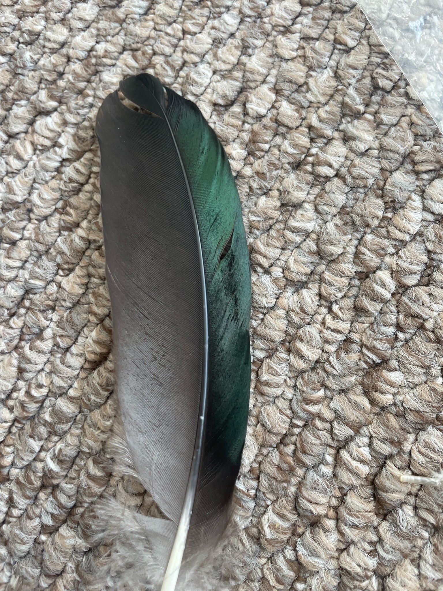 Mallard Feather