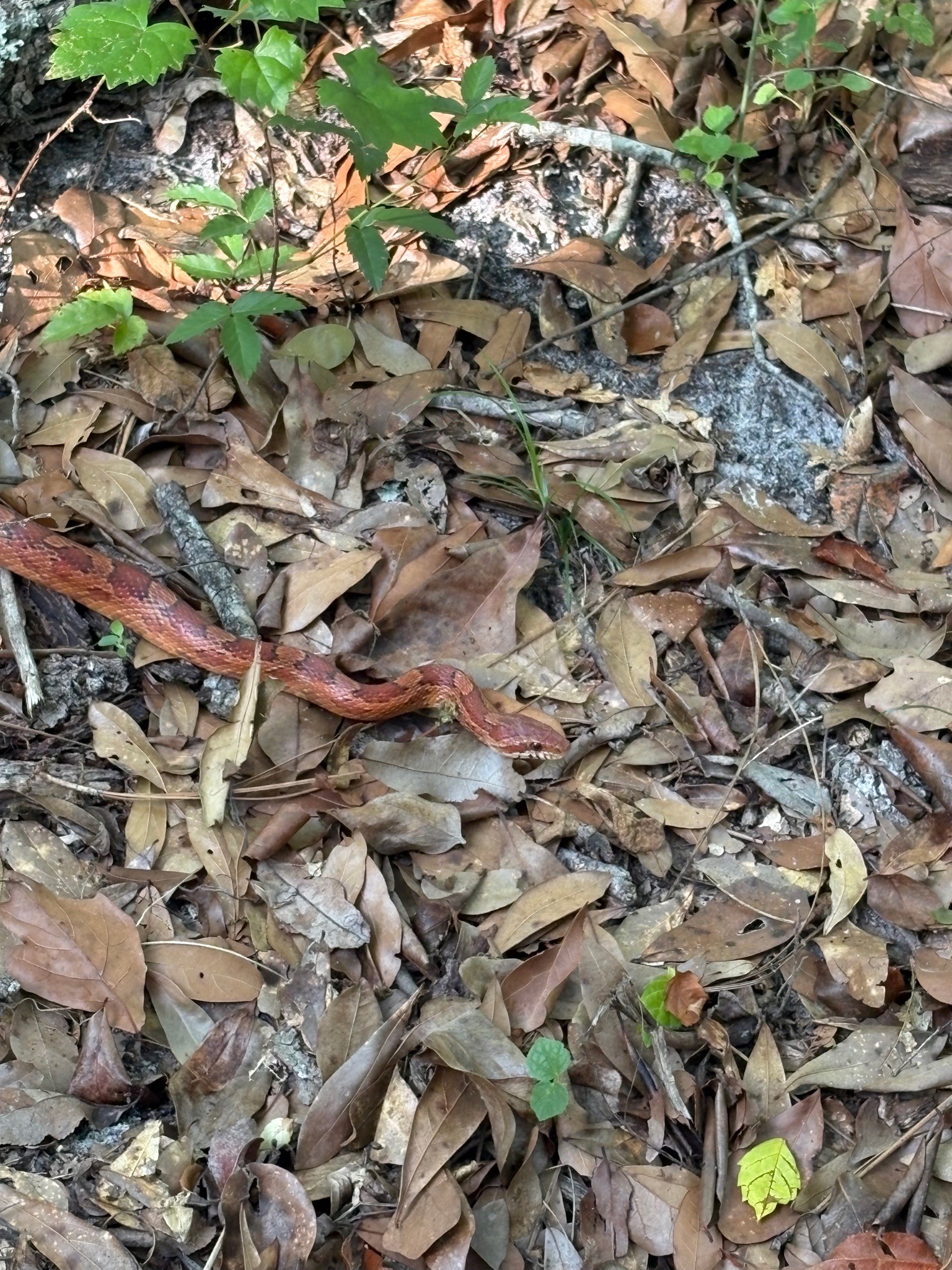Corn Snake