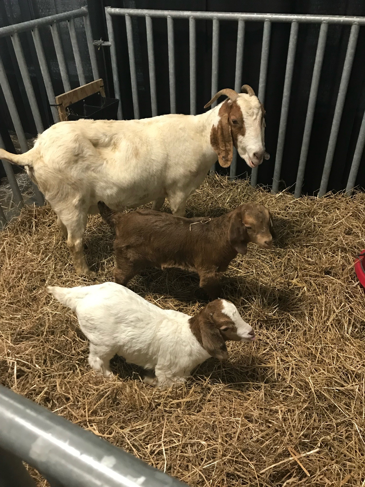 Boer Goat