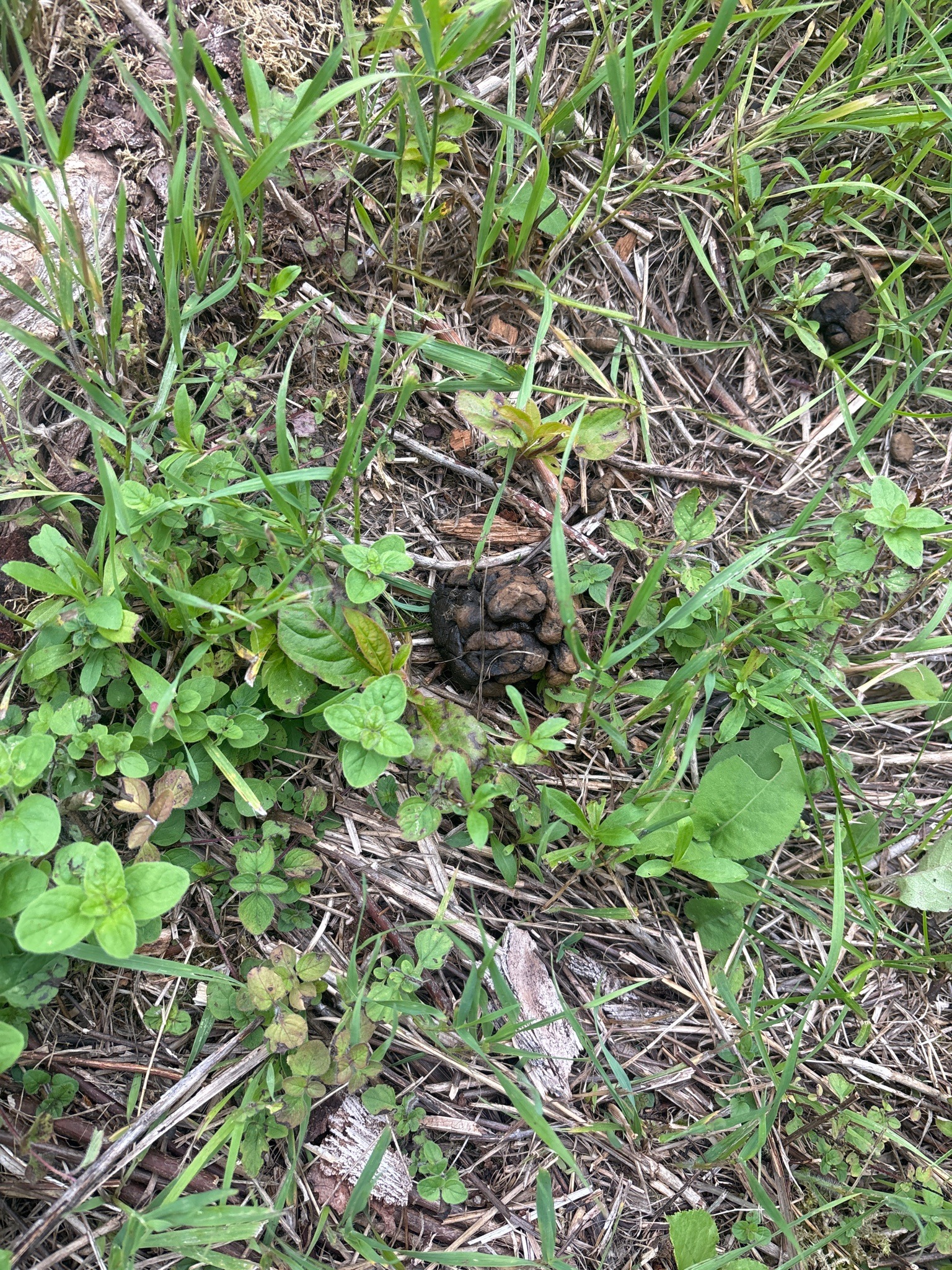 Black Bear Scat
