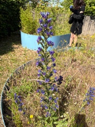 Echium vulgare