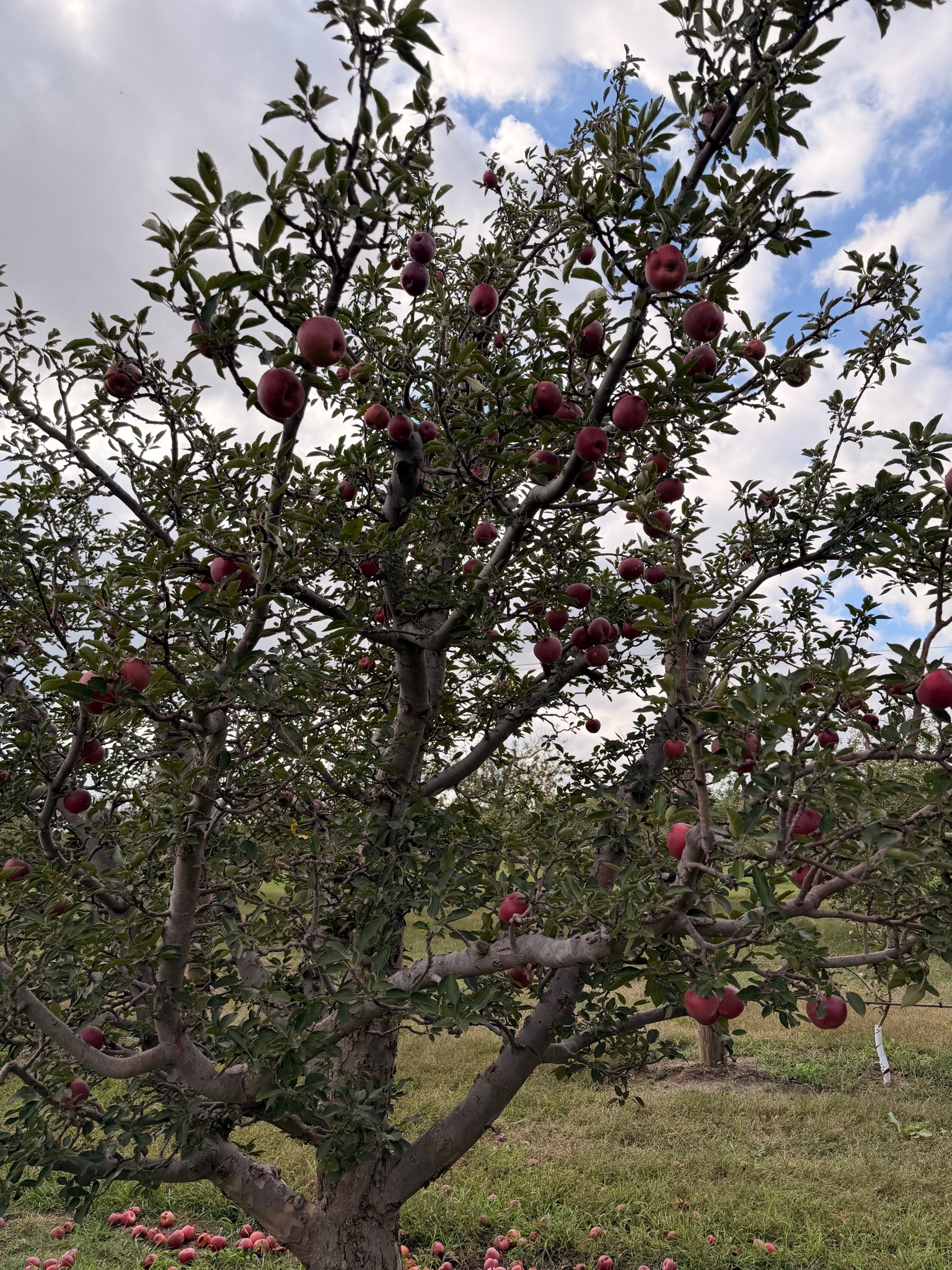 Apple Tree
