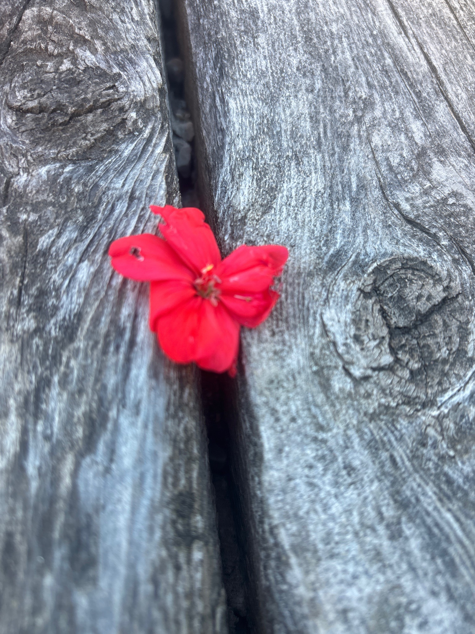 Zonal Geranium