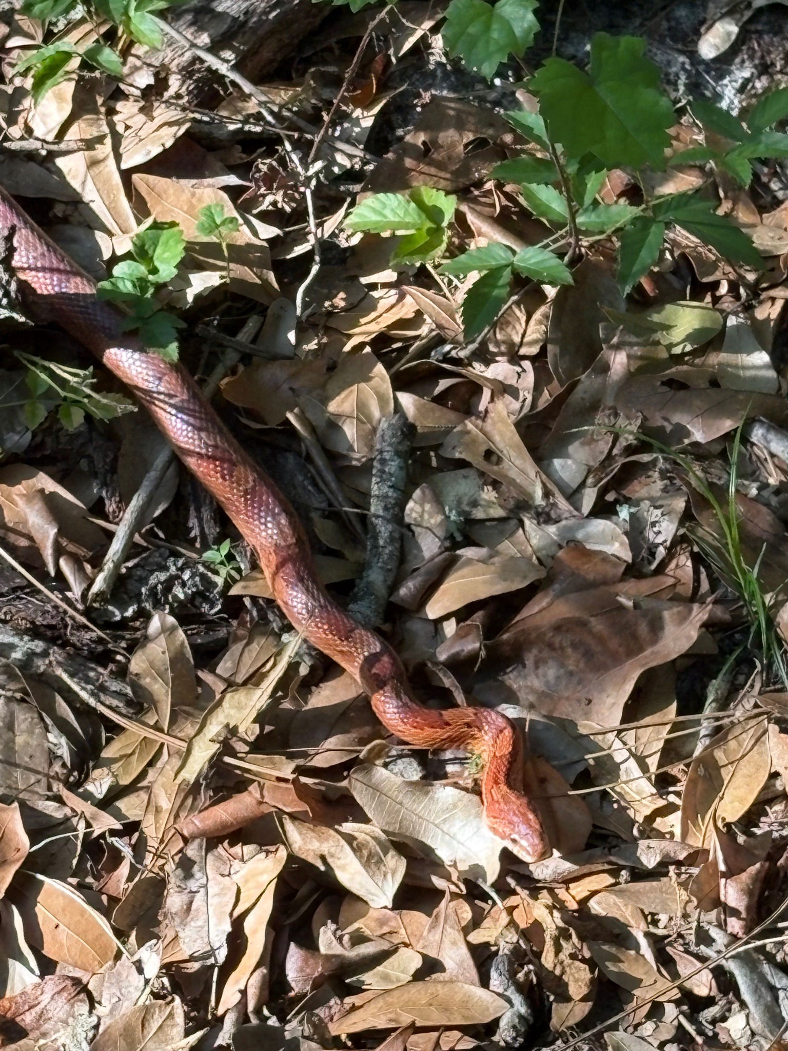 Corn Snake