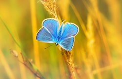 Common Blue Butterfly (Polyommatus icarus)
