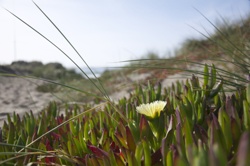 Ice Plant (Mesembryanthemum/Carpobrotus or similar genus)
