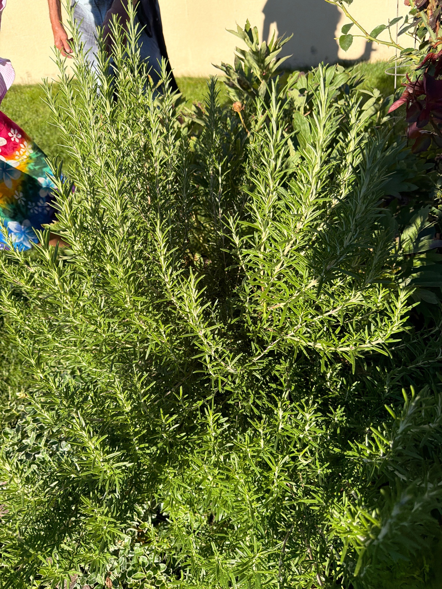 Rosemary
