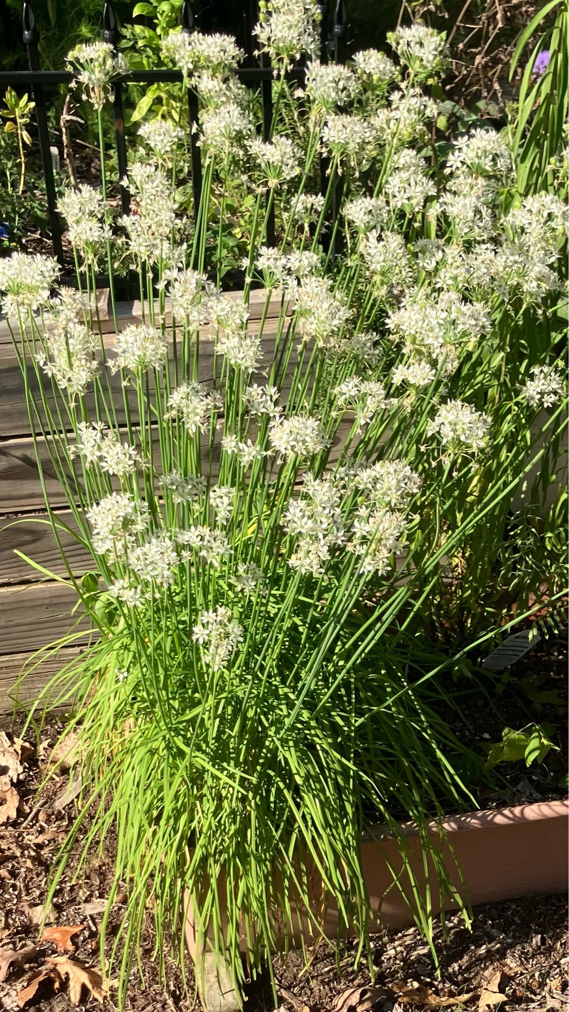 Chives