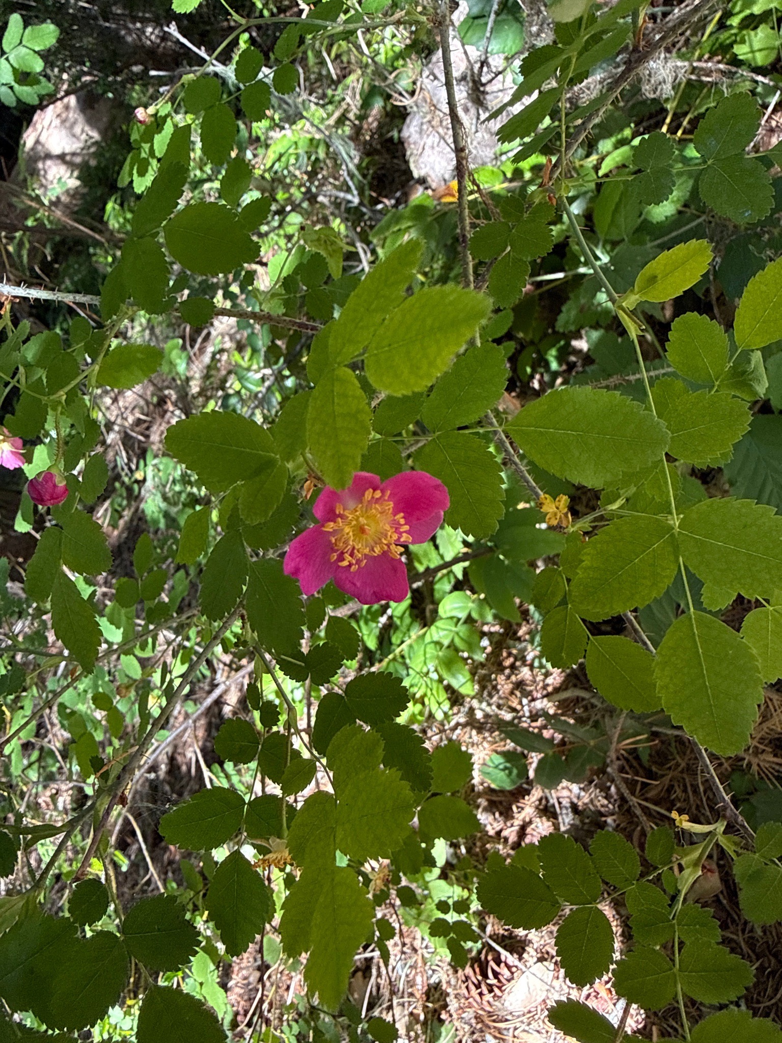 Wood Rose