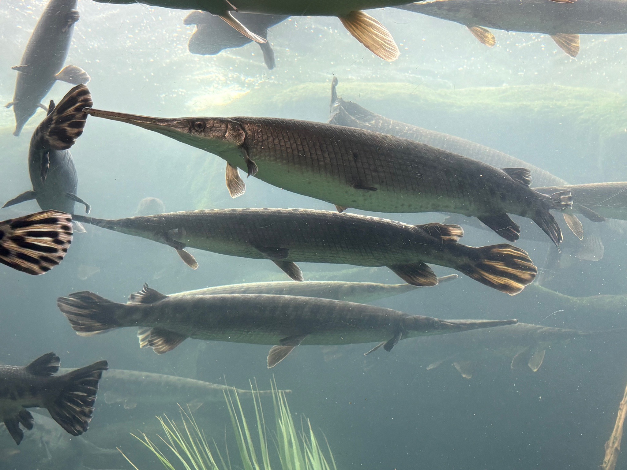 Longnose Gar