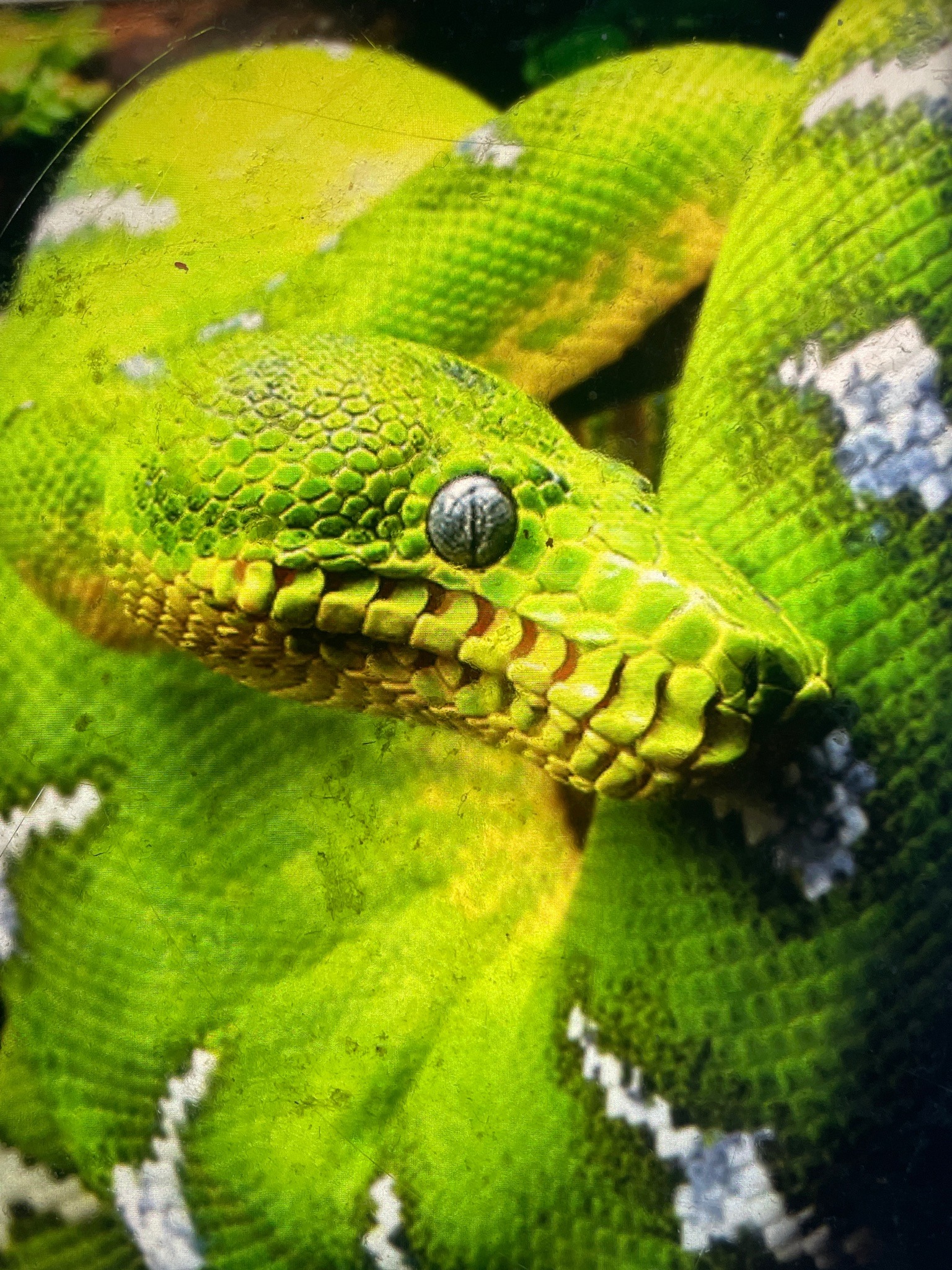 Emerald Tree Boa