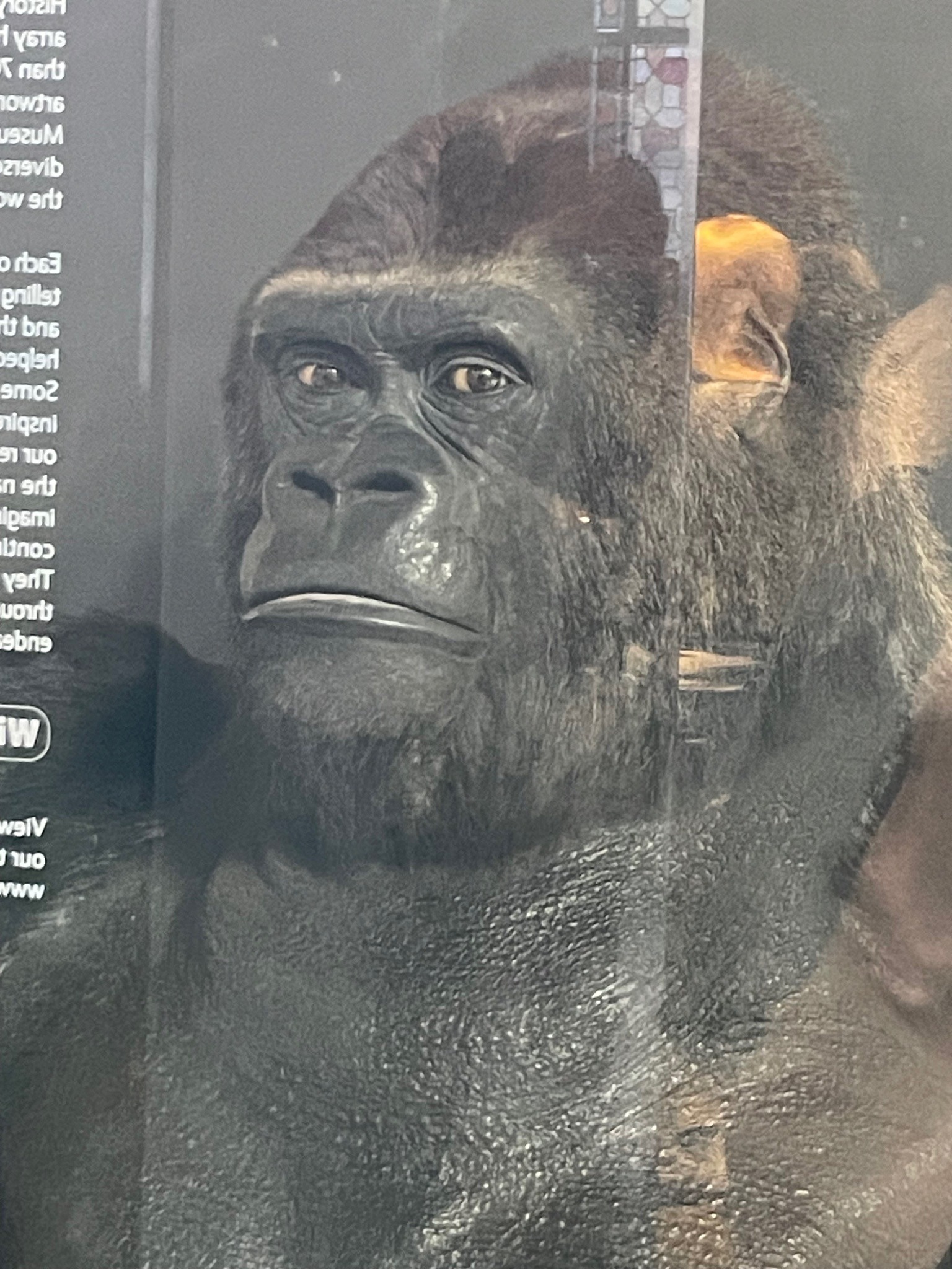 Western Gorilla