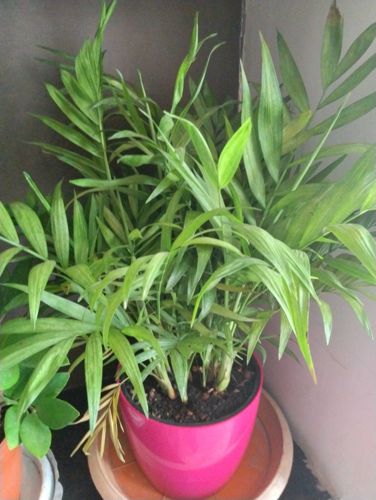 Parlor Palm