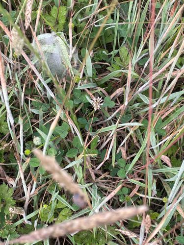 White Clover
