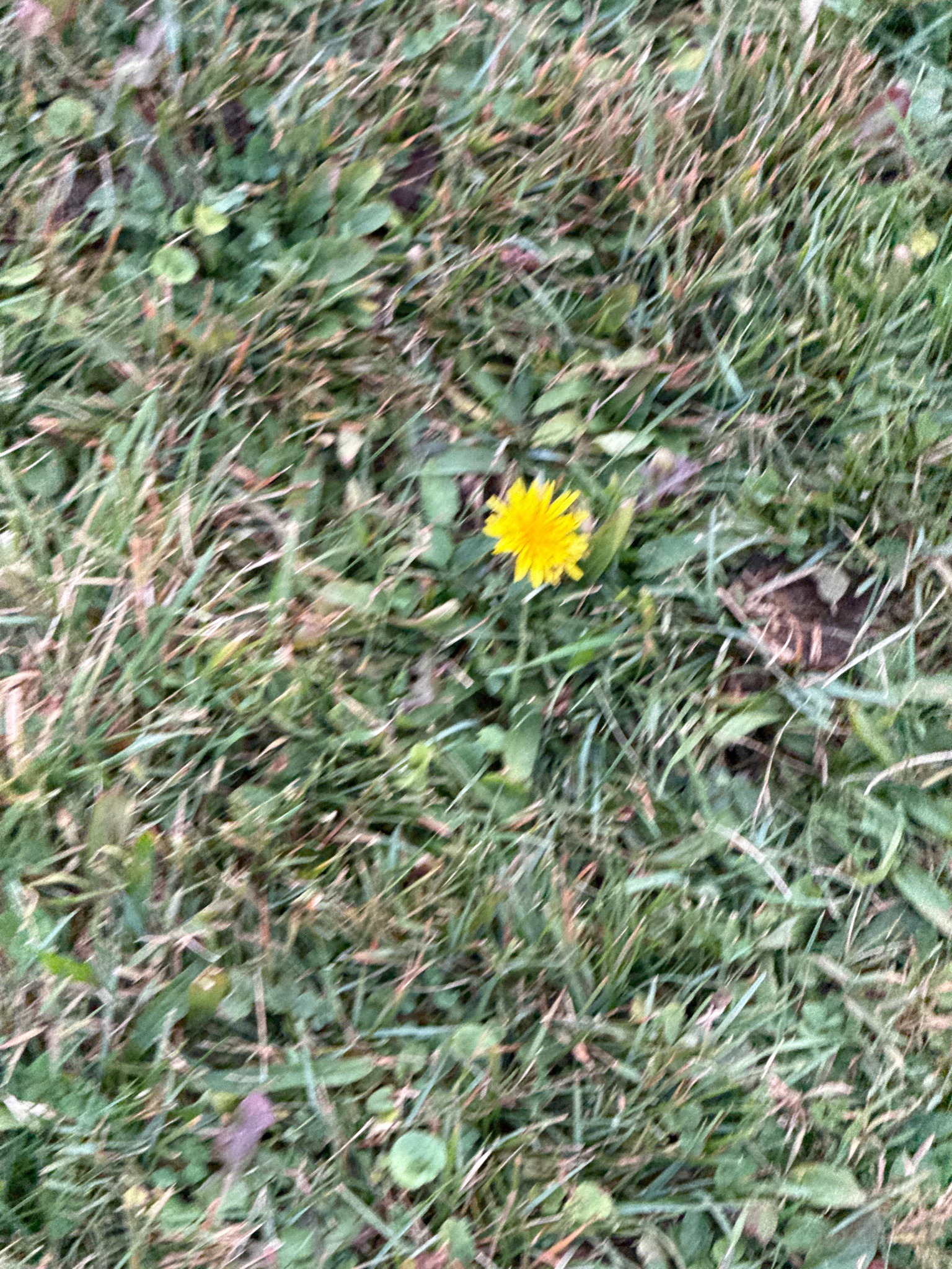 Dandelion