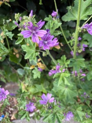 Malva sylvestris