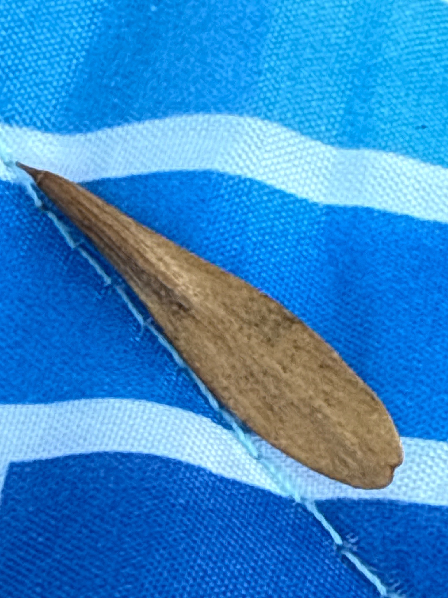 Green Ash Samara