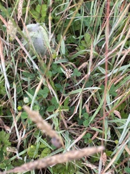 White Clover