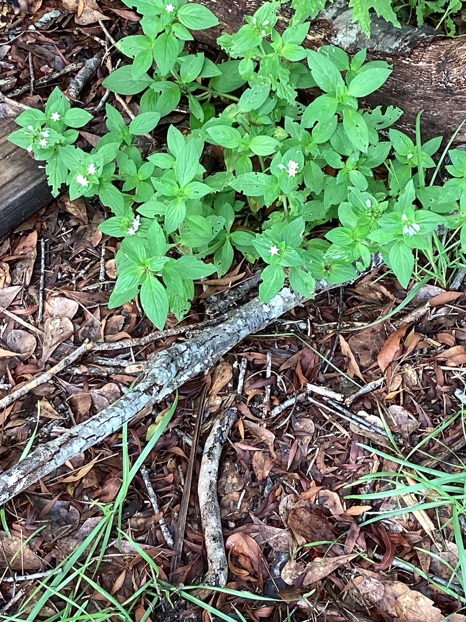 Virginia Buttonweed