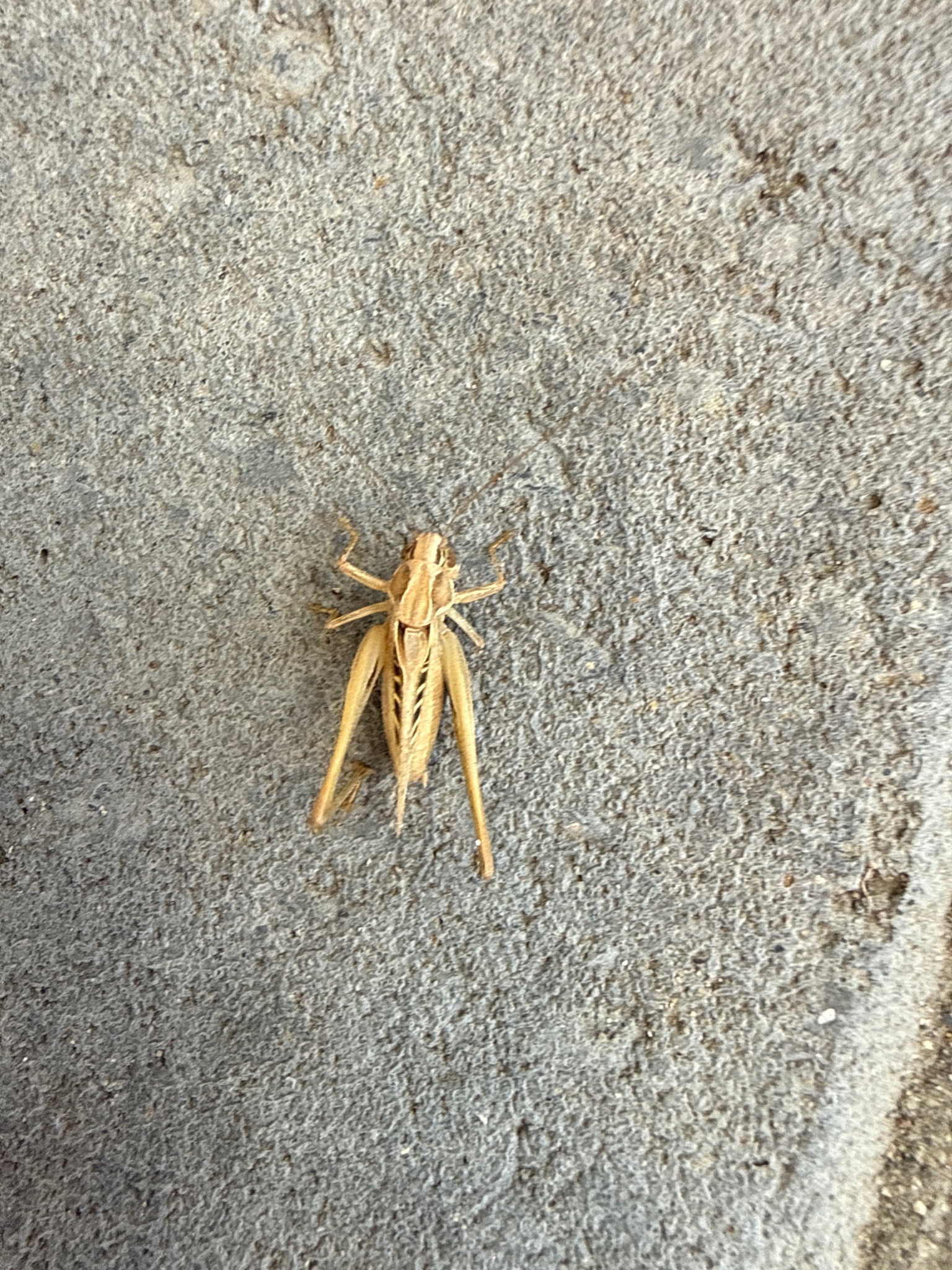 Grasshopper Exoskeleton (Molt)