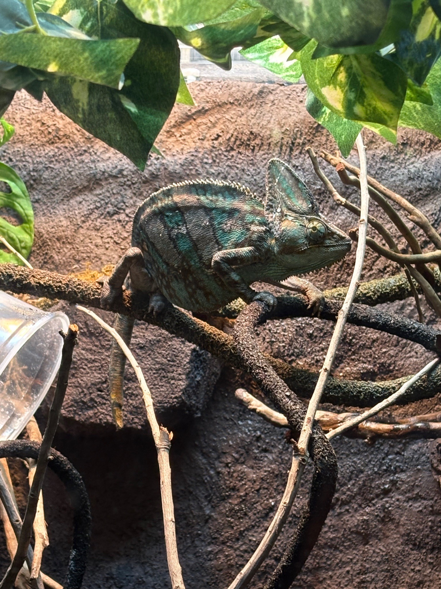 Veiled Chameleon