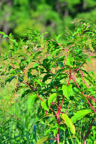 American Pokeweed (Phytolacca americana)