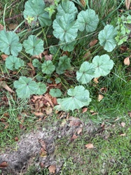 Common Mallow