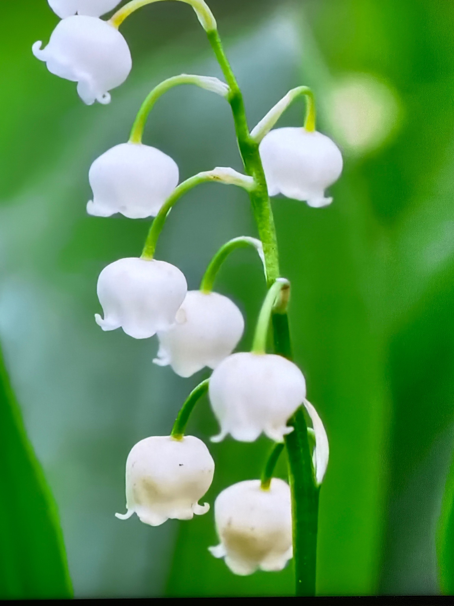 Lily of the Valley