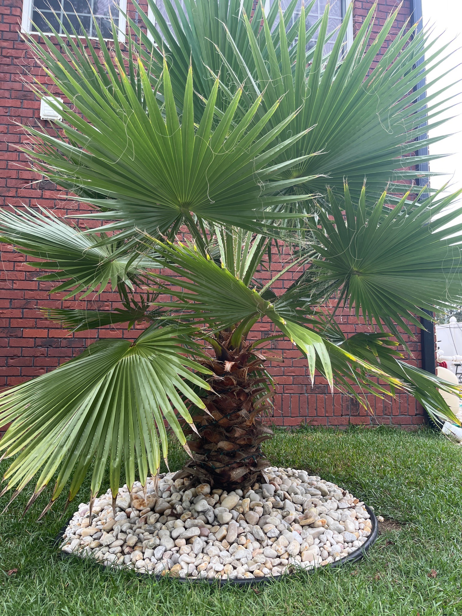 Chinese Fan Palm
