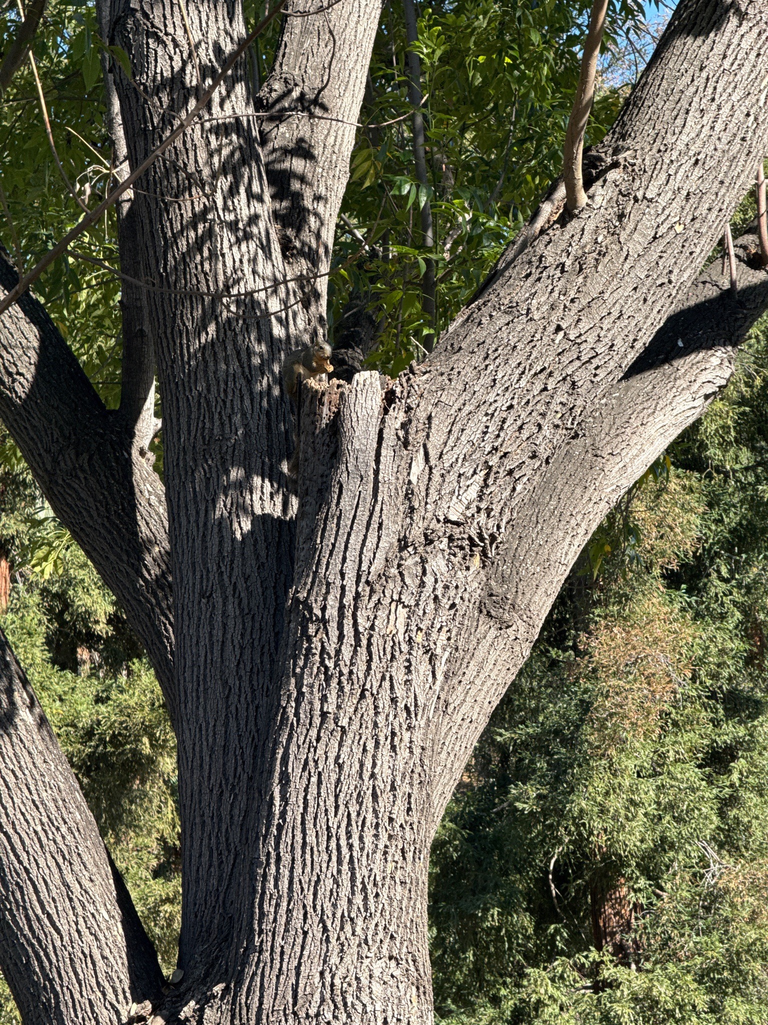Eastern Fox Squirrel