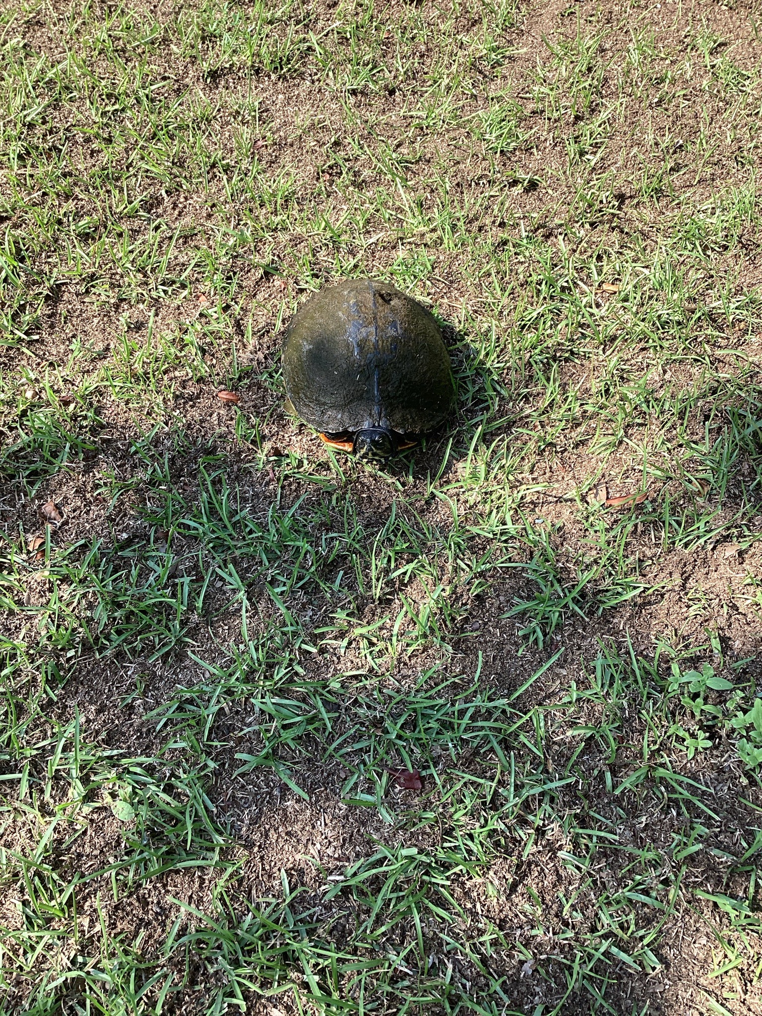 Painted Turtle