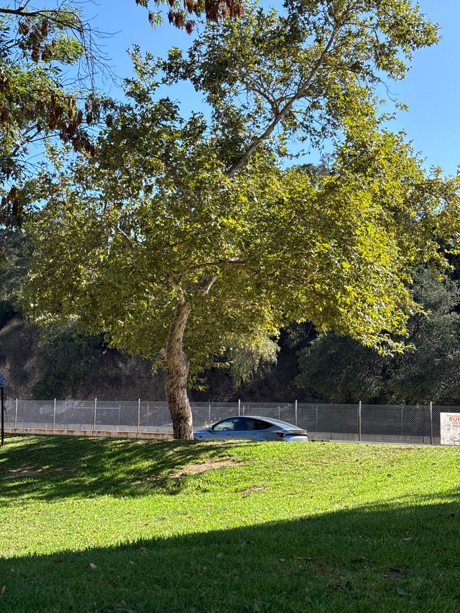 California Sycamore
