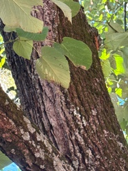 Tree Trunk and Leaves