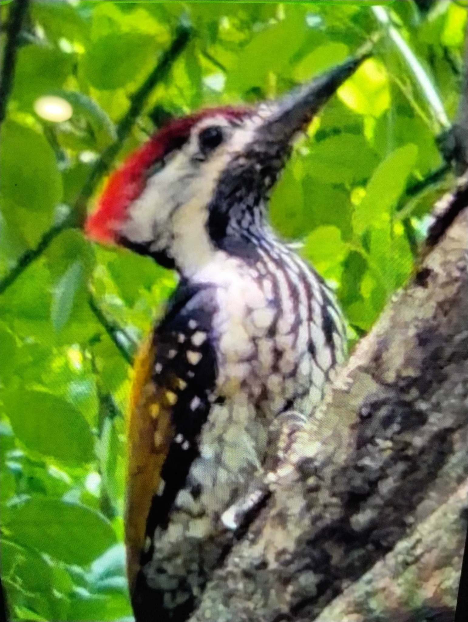 Black-rumped Flameback