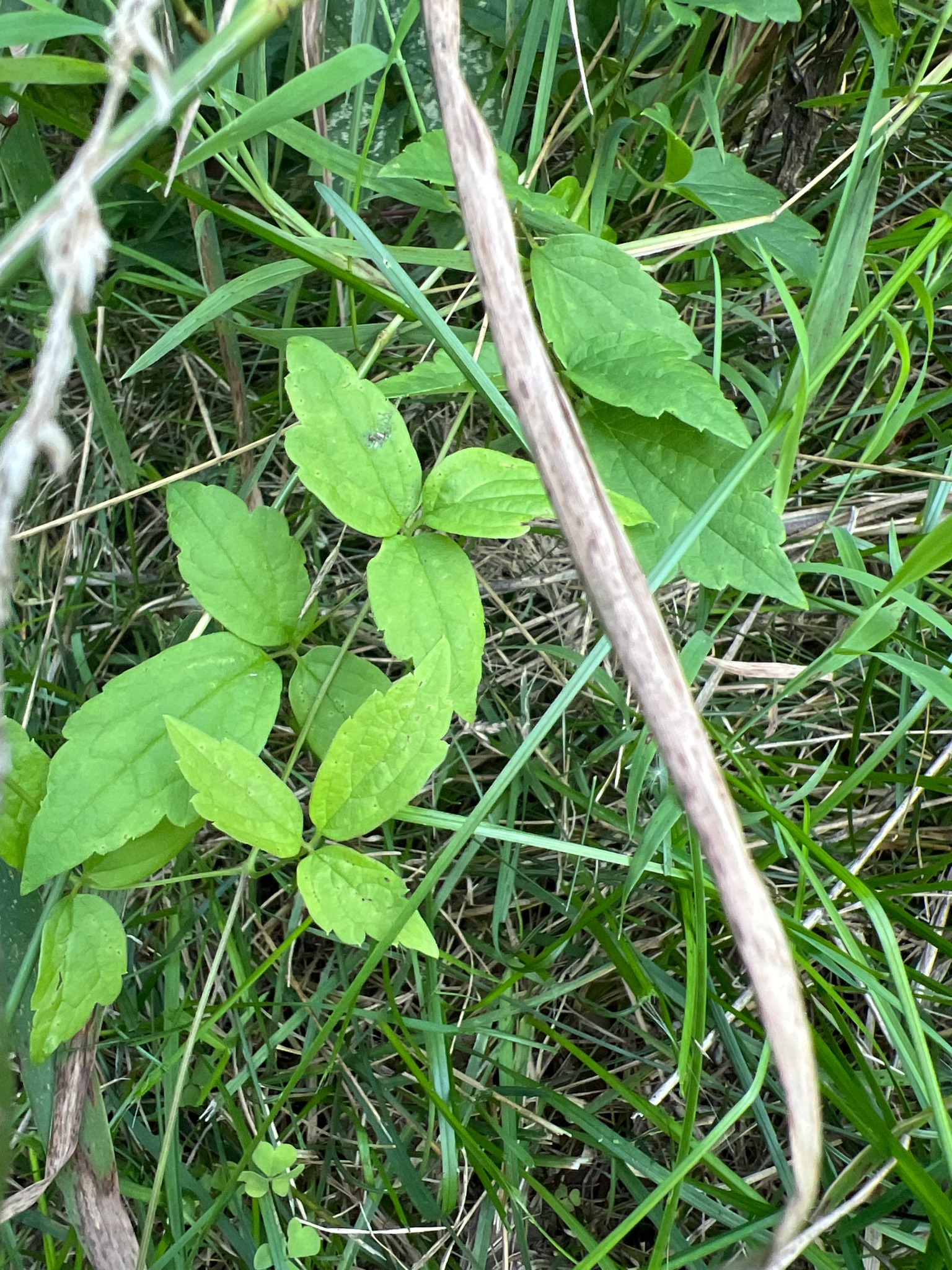 Poison Ivy
