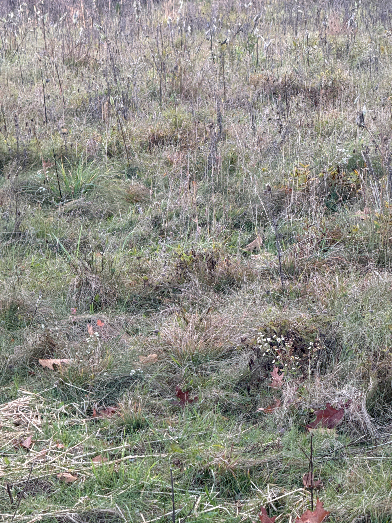 Grassland Meadow Habitat