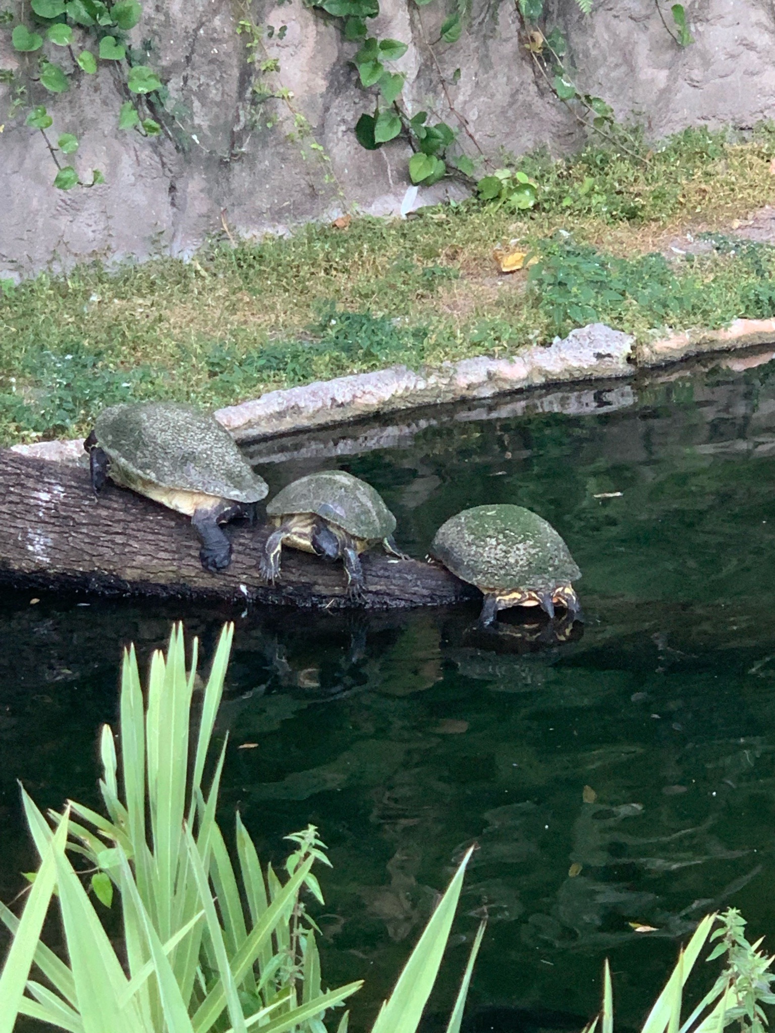 Slider Turtle