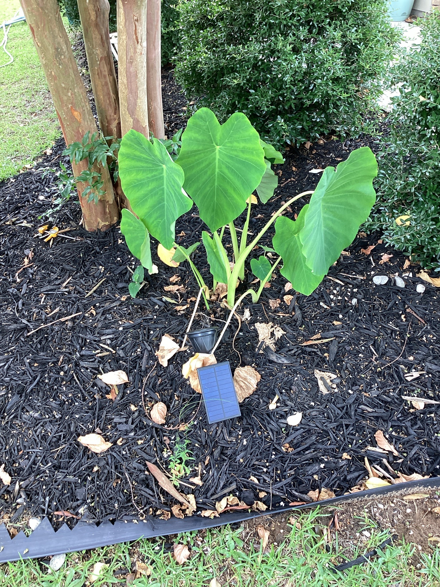 Elephant Ear